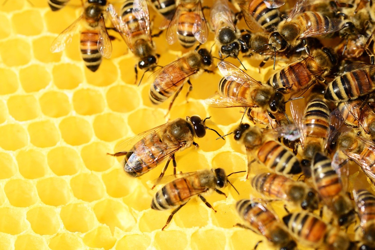 Pszczoły nie od parady są królowymi