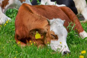 Najlepsza pasz o wysokim potencjale energetycznym – zalety wysłodków buraczanych!